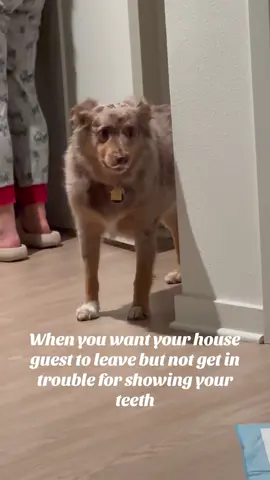 Please help us get to 10K followers, the questionable “houseguest” is in another video on our page 😂 #fyp #australianshepherd #dog #dogsoftiktok #funny 