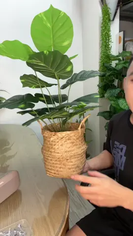 Nỗ lực xây kênh cả nhà ạ🥰 #caygiadecor #banhangonline #flopquaroi #xuhuong 