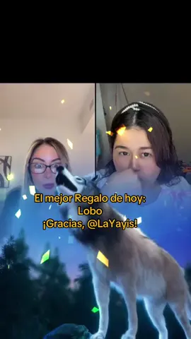 Uno de los mejores Regalos en mi LIVE. ¡LaYayis, gracias por apoyar mi contenido!@LaYayis #tiktoklive #livehighlights #livegift #wolf #lobo 