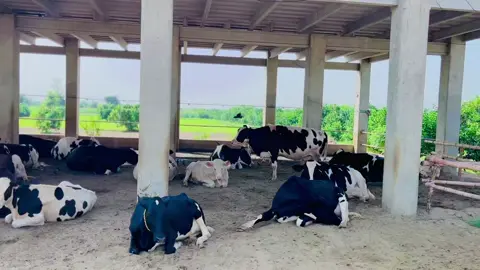 #maviyadairyfarm #mashallah #dairyfree #dairyqueen #dairyfarm 