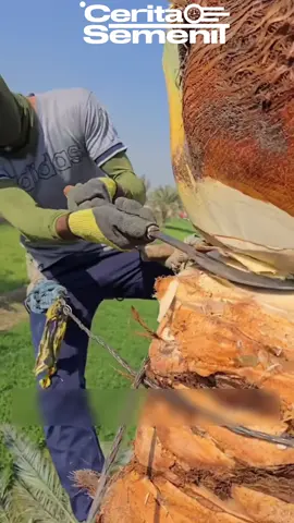 Proses pemangkasan pohon kurma #ceritasemenit #fyp #infomenarik #pohonkurma #pemangkasanpohonkurma 