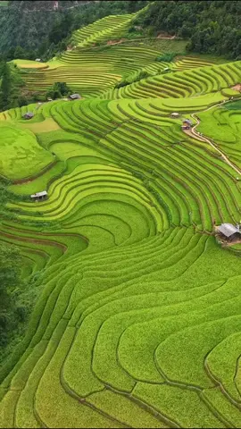 #فيتنام🇻🇳 #اوكسجين #راحةنفسية #creatorsearchinsights 