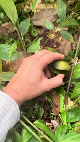 วันหยุดเข้าป่าไปหาลูกเนียงไปดองกันจ้า #วันหยุดของฉัน  #ฟิดดดシ 