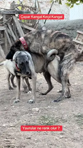 ÇAPAR KANGAL VE KIRÇIL KANGAL YAVRULARI YOLDA Sizce yavrular ne renk olur ? #kangal 
