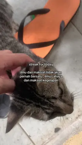 comelnyaa kucing tuu