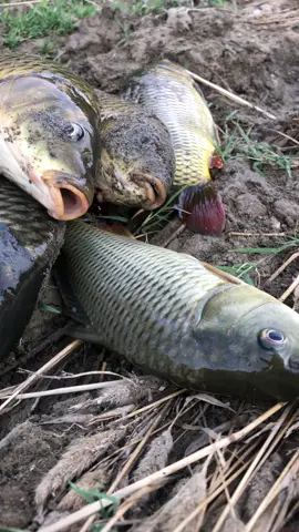 #chinafishing #chinafish #china fish hunting #2025