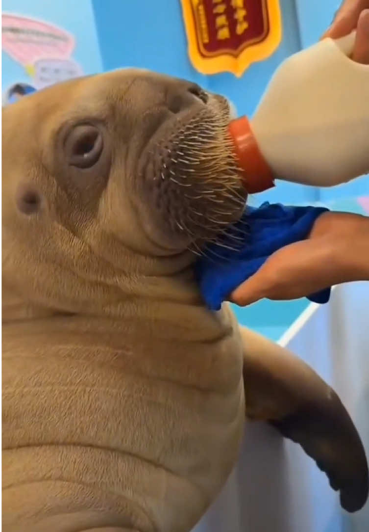 The baby walrus cried for milk from its keeper. It drank up, but didn't want its mouth wiped. Then it drifted off to sleep, all cozy and content.#cute #walrus 