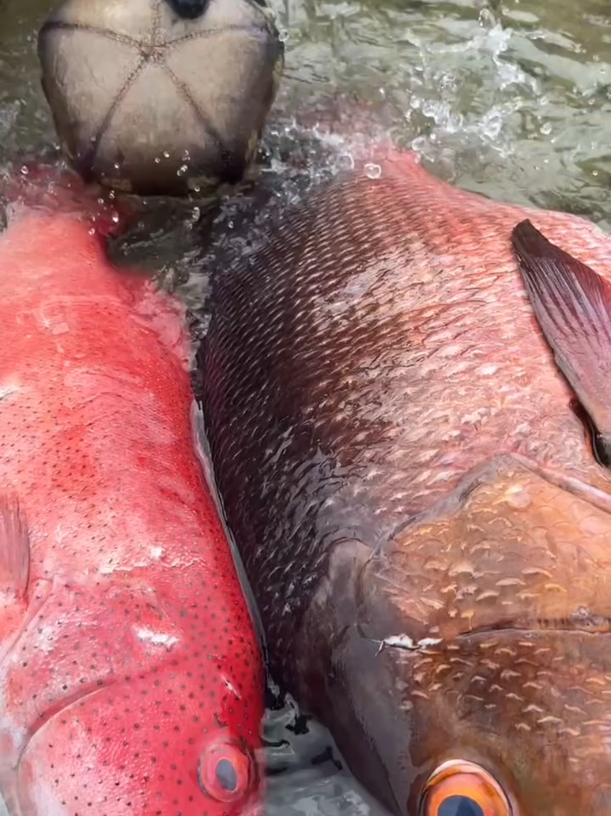 #fshing #اسماك_البحر #البحار 