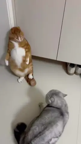 #funny #cute #cats #cat 