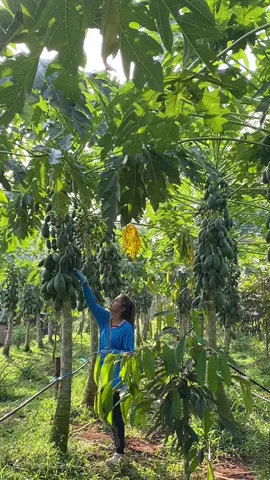 วันหยุดของเกษตรกรตัวปลอม #มะละกอเรดเลดี้ ##พัทลุง##เทรดวันนี้##ai