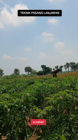 indonesian farmers #cabe #petanicabe #fyp #petani #petaniindonesia🇮🇩🇮🇩🇮🇩🌿🌿 