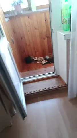 Ко мне залетел орел #голубь #орел #птица