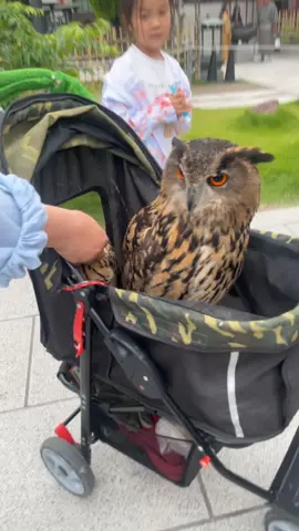 on a compris y’a un hibou et son bébé ya quoi 