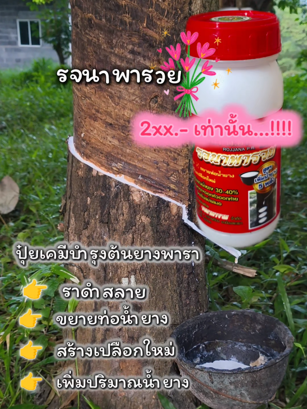 รจนาพารวย อาหารเสริมบำรุงต้นยาง #เทรนด์วันนี้tiktok #rubber #กรีดยาง #สวนยาง #รจนาพารวย 