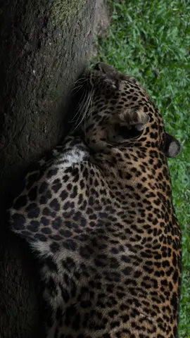 #lvsandals #fakemink 