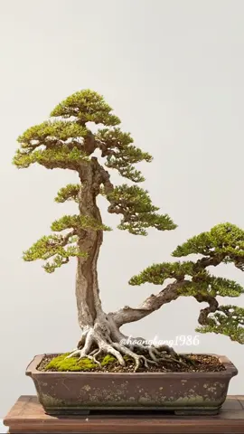 Song thụ #bonsai #bonsailife #bonsaiart #bonsaiworld #xuhuong 