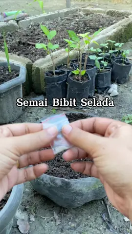 Semai bibit selada #fyp #fyppppppppppppppppppppppp #berkebun #berkebundirumahaja #selada