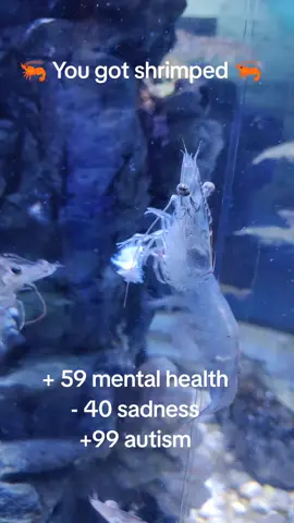 Todo precioso con sus patitas, comiendo #shrimp #autism 