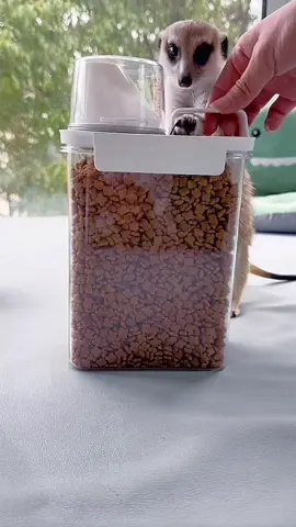 trong giỏ hàng nhé mọi người #yeudongvat76 #khaidihoc #meo 