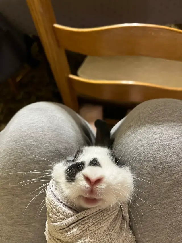 #bunny #rabbitsoftiktok #PetsOfTikTok #burrito #fyp 