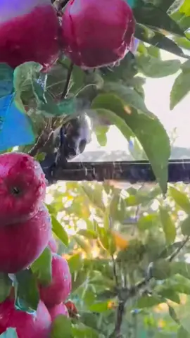 #fyp #foryou #uae #ksa #oman 