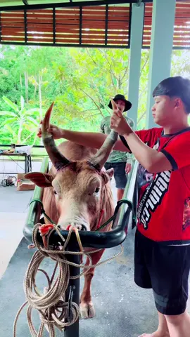 แดงเหลี่ยมเพชรพยัคฆ์พันธุ์ทาง_ท่านมาร🐮#ช่างเอกซ่อมเขาวัว #วัวชนเงินล้าน🏆💸 #วัวชนแดนใต้❤️🐂 #เอกซ่อมเขาวัวbyทุ่งสง #ไม่ละเมิดหลักเกณฑ์ชุมชน 