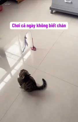 Thử ngay cần câu – mèo nhảy tung tăng, sen cười mê say 😻 #dochoichomeo #thucung #viral  @Happy.Pets  @Happy.Pets  @Happy.Pets 