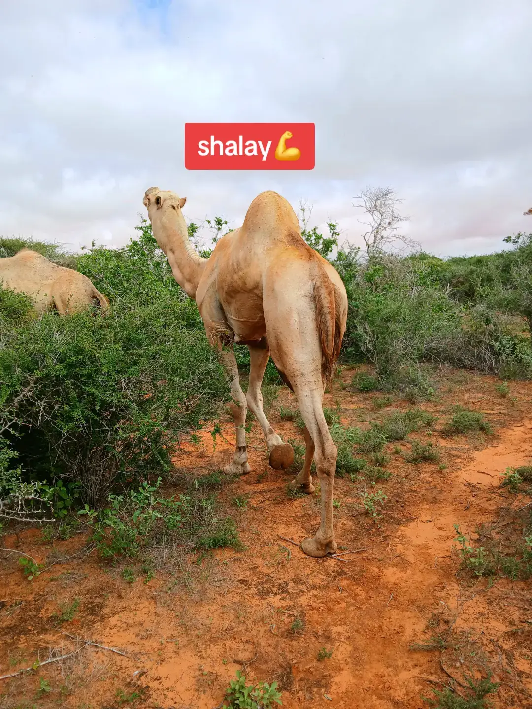#CapCut ##🇸🇴🇸🇴 #mudug#🤍💚💙  #jiidaal😭😭😥😢 