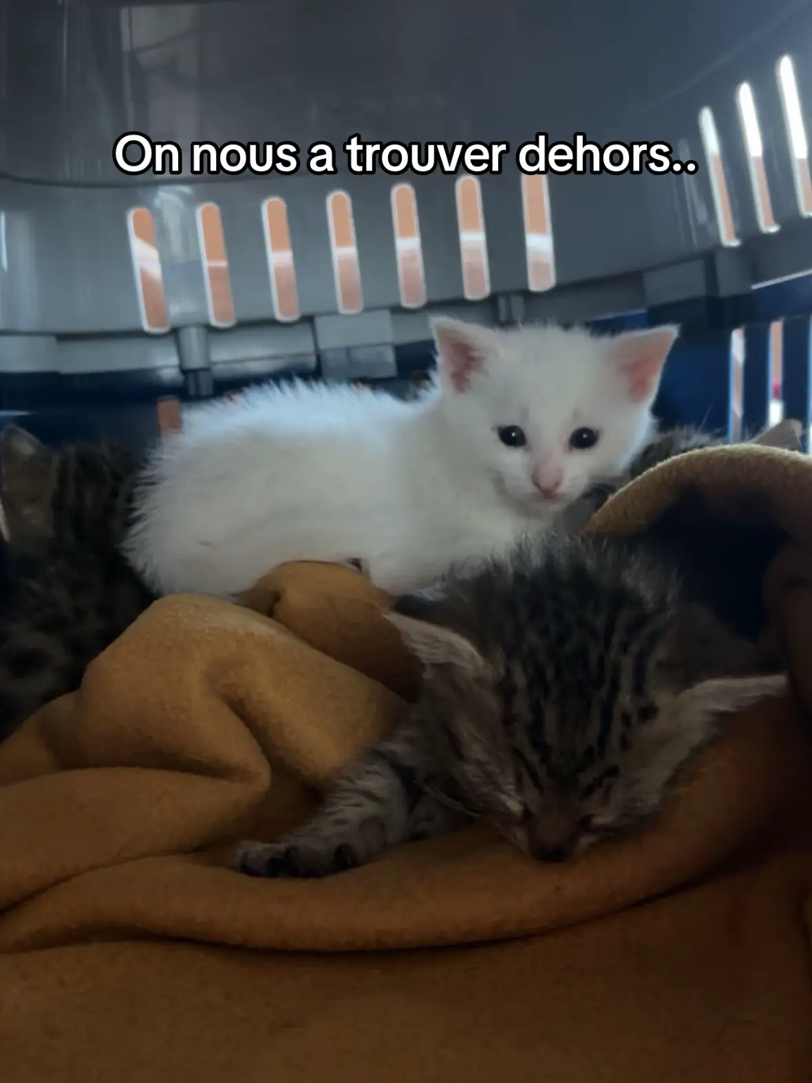 #frpシ #catoftiktok #vyral 