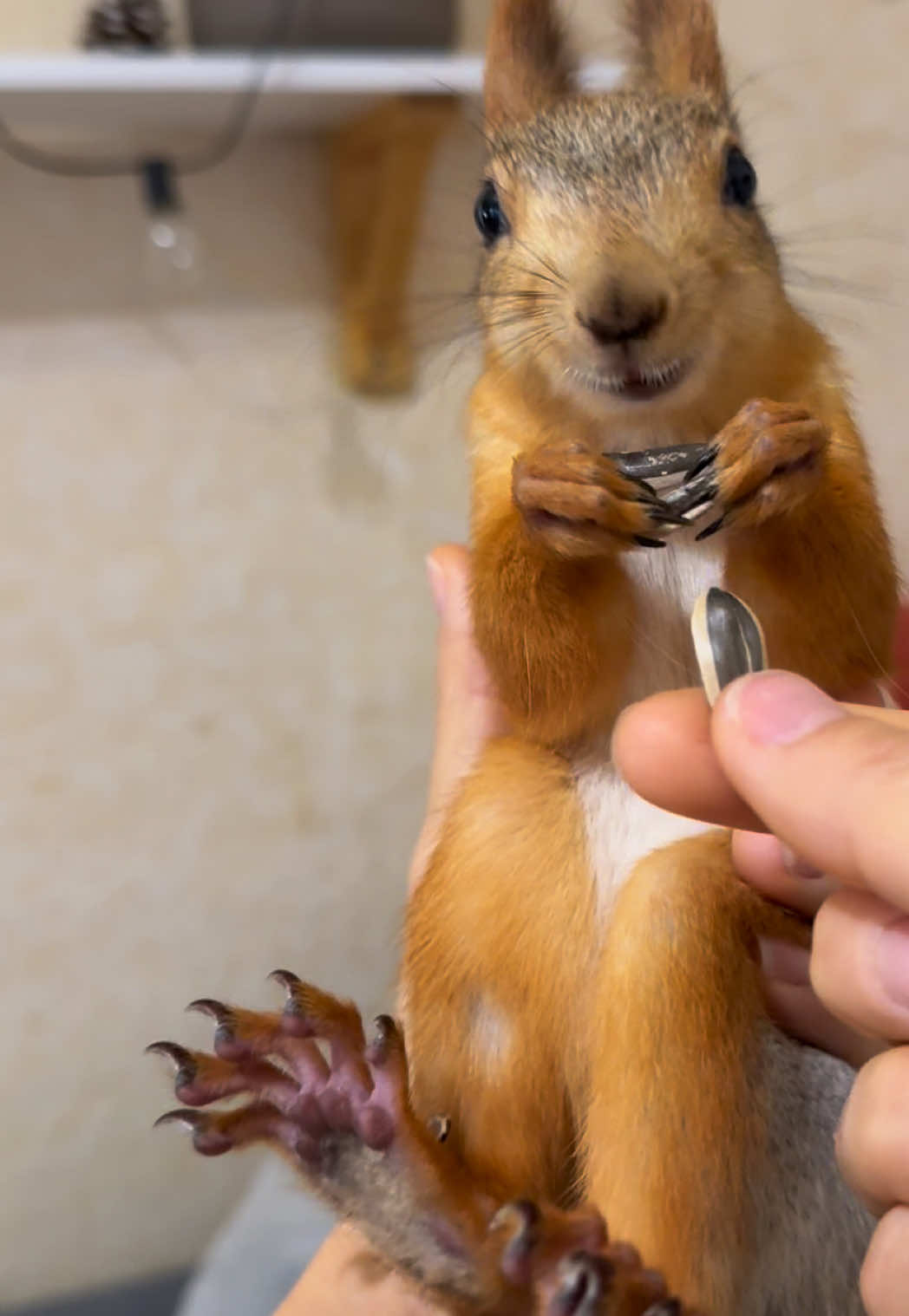 Прячьте подальше от неё свои семки 😂 