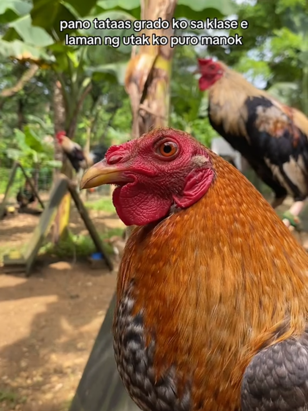 mas masarap kasi mag manok HAHA #gamefowl #fyp #batangsabongero🐓 