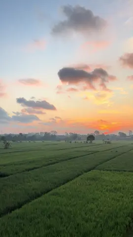 Lumayan buat prank temenmu, biar dikira lagi jalan jalan padahal mah dirumah 😂 📍Imogiri, Bantul, Yogyakarta #videomentahan #prankvideo #freefootage #fyp #sawah 