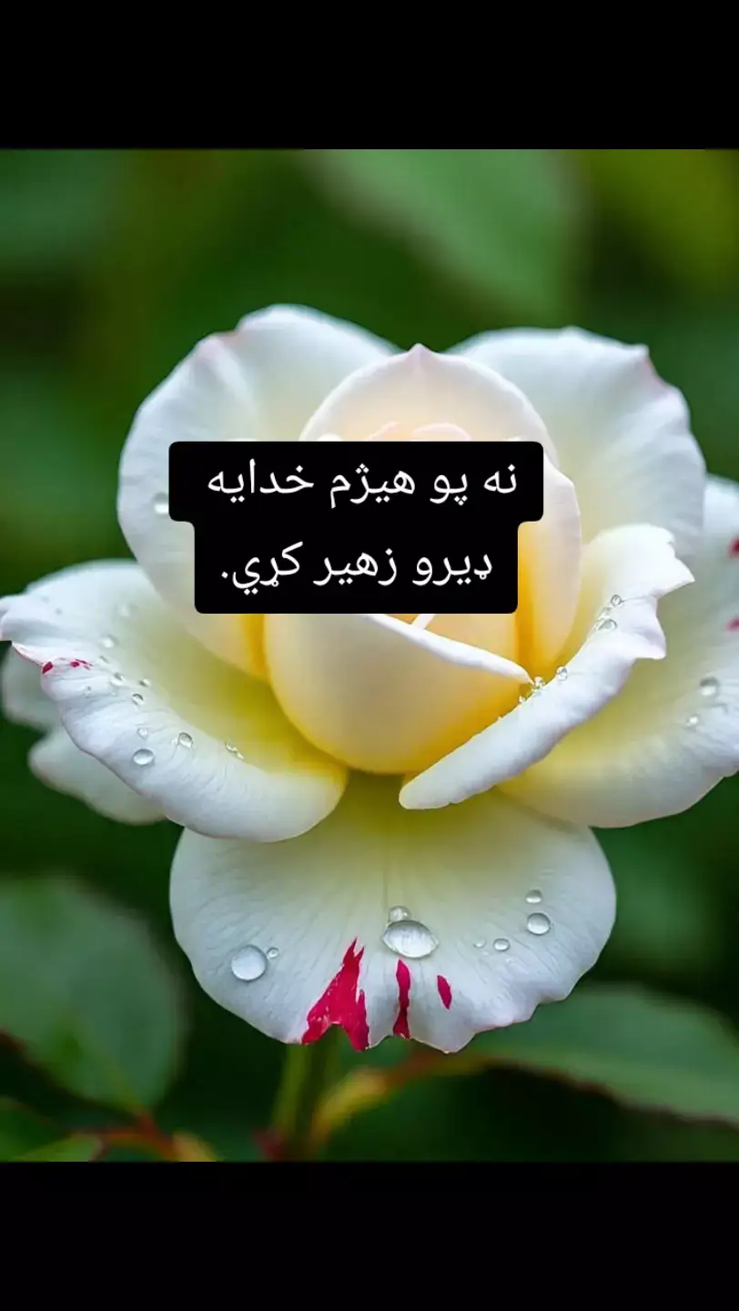 نه پو هيژم خدايه  ډيرو زهير کړي