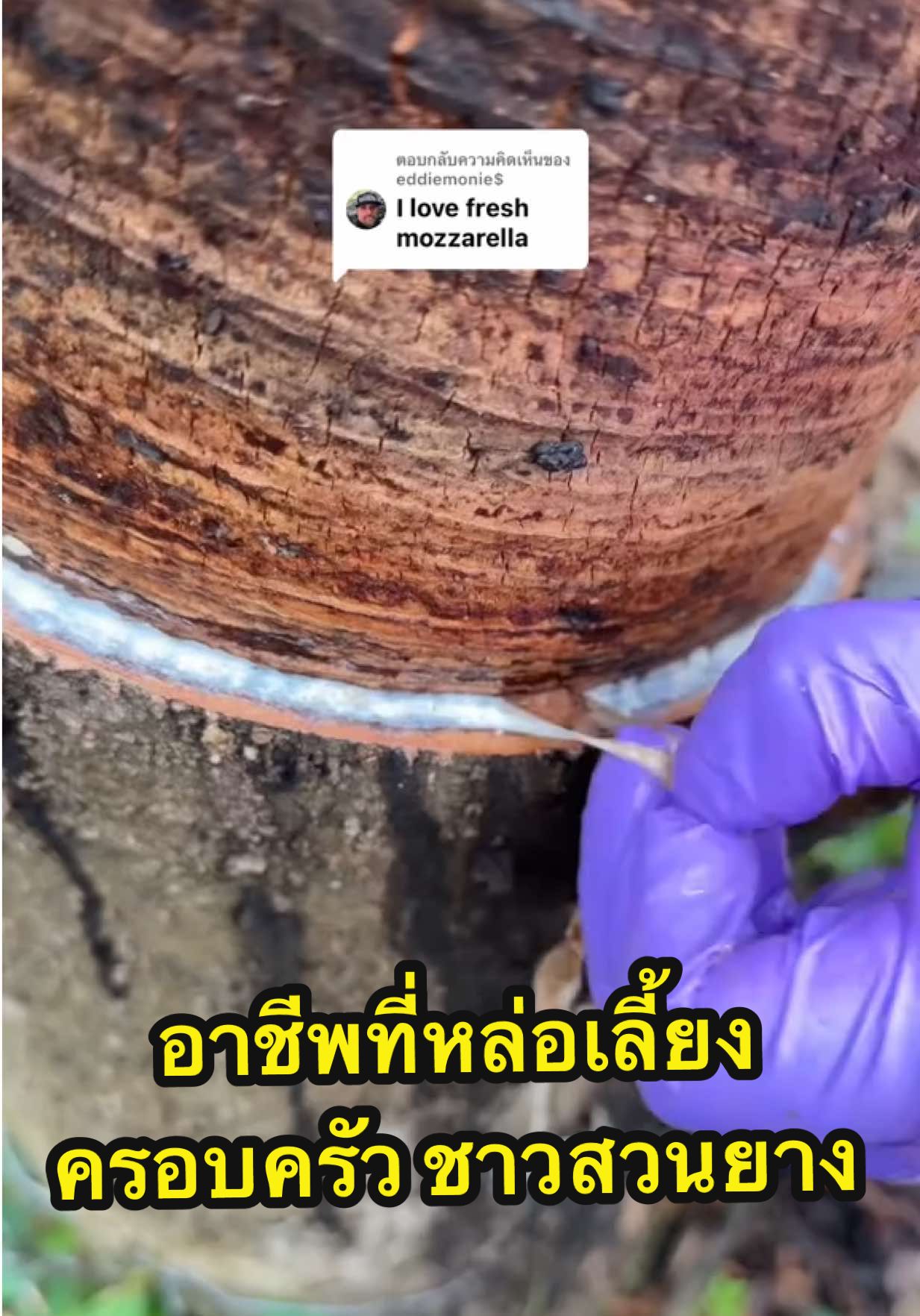 ตอบกลับ @eddiemonie$ Did you know that many things in our daily lives, such as car tires, rubber gloves, plastic products, and many more, come from latex harvested from rubber trees? And for us, latex is more than just a material, it's a source of livelihood that sustains our families. Asmr แกะยาง ดึงขี้เส้น กรีดยาง เทน้ำ ฟินๆ💚🥰  #ยางพารา #rubber #กรีดยาง #ชื่อเบลนะสาวสวนยาง🌳   #rubbertree 