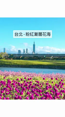 台北絕美粉紅花海 這裡可以看夕陽、飛機 圓仔花、天使花、小百日草 花海綻放中，預計至10月底 Tag喜歡花的朋友 把握時間快來拍照🌸 #台灣景點 #台北景點 #新景點 #台北花#台北花海河濱公園 