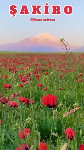 Şakiro - Mêvano Iğdır- Îdir  Çîyayê Agirî ARARAT #şakiro #şakirodengbej #şakiroaşktır🌹 #sakiro #sakirodengbej #dengbejşakiro #dengbej #dengbeji #dengbejikurdi #dengbejiailesi🥀☘️💔 #keşfetimiaçtiktok #keşfet #beniöneçıkart 
