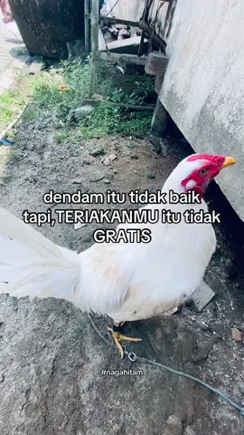 Is camback#masukberandafyp #nagahitam #ayamlokal #salamkakikiri 
