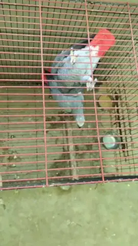 The African Grey Parrot is one of the most intelligent and admired bird species, often called the “Einstein of parrots” due to its exceptional ability to mimic human speech and sounds. 🥰❤️ Alhamdulillah New Entry ❤️ May Allah bless them with abundance and protect them from the evil eye. 🌿✨ #birdslove #birdshobby🦜 #greyparrots 