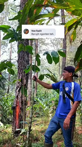 pohon sampai tumbang  #kampungterpencil #kampungsepi #pedesaanindonesia #rumahtengahjutan #fypシ゚viral🖤tiktok 