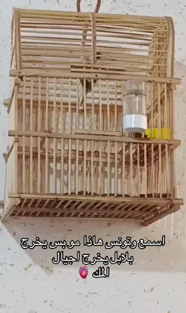 طور جالس سعر خاص وتساب داخل الحساب #بلبل_عراقي_ابيض_الخدين #متابعه #بلابل_علي_ديالى_العراق #بلابل_العراقيه 