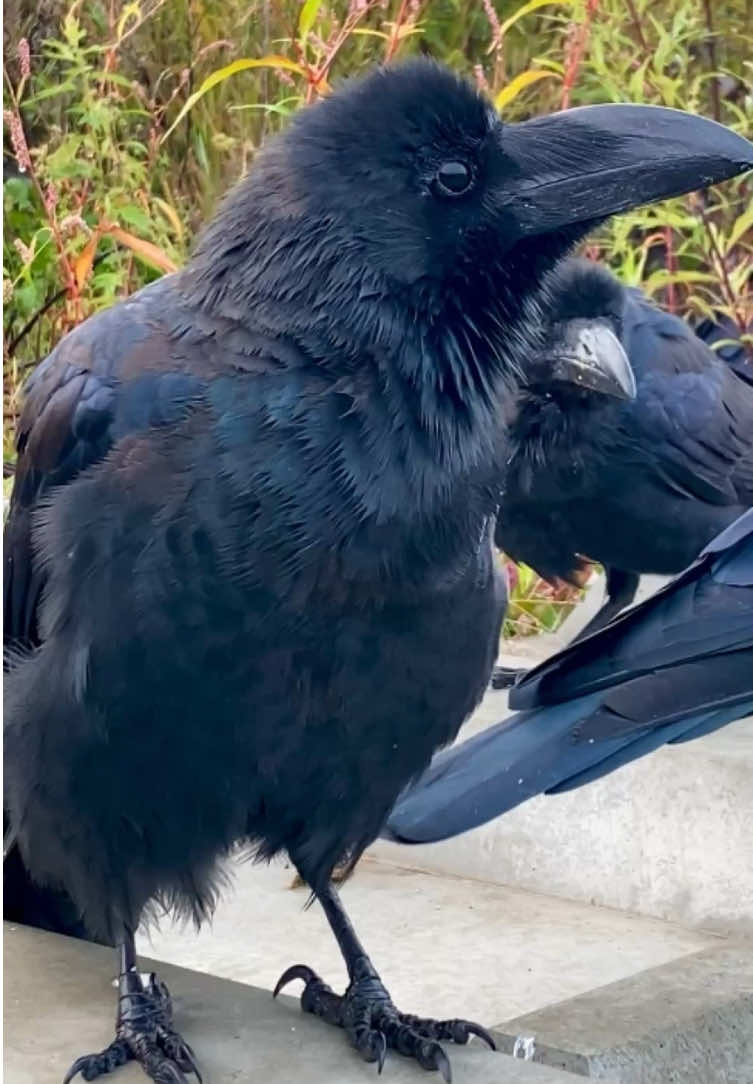 Babies cry everywhere in the universe—humans, animals, and even little crows 🐦‍⬛ Aaah, life is full of tiny sounds! 🖤 #rakasuthecrow #crowtok  #crow #crowlovers #カラス 