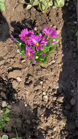 Flori ##viogateste #saresipipercuvio #ogurițămică #gradini #plante 