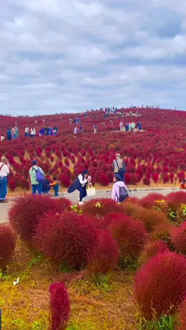Hitachi Seaside park cuối tháng 10#japan #ibaraki 