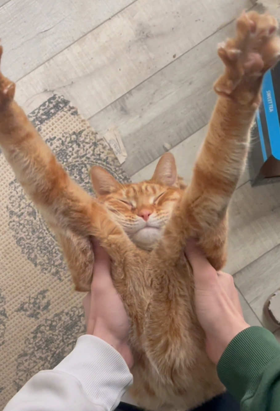 When your cat actually enjoys stretching#cat #funnytiktok #funnycatsoftiktok #usausausa #fyp