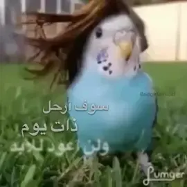 #viral #fyp #foryoupage #لايك__explore___ #اكسبلور 