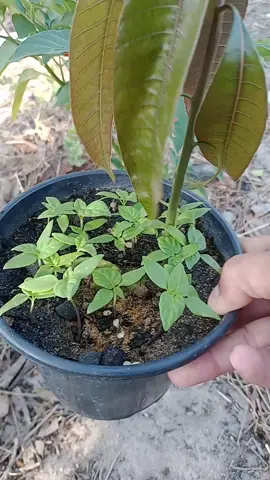 qual tempo certo pra mudar sua pimenta 
