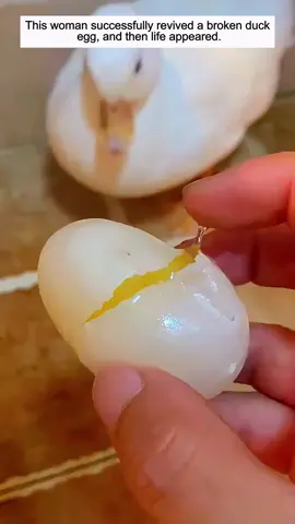 Poor duck #duck #babyduck #ducksoftiktok #animals #animalsoftiktok #animalrescue 