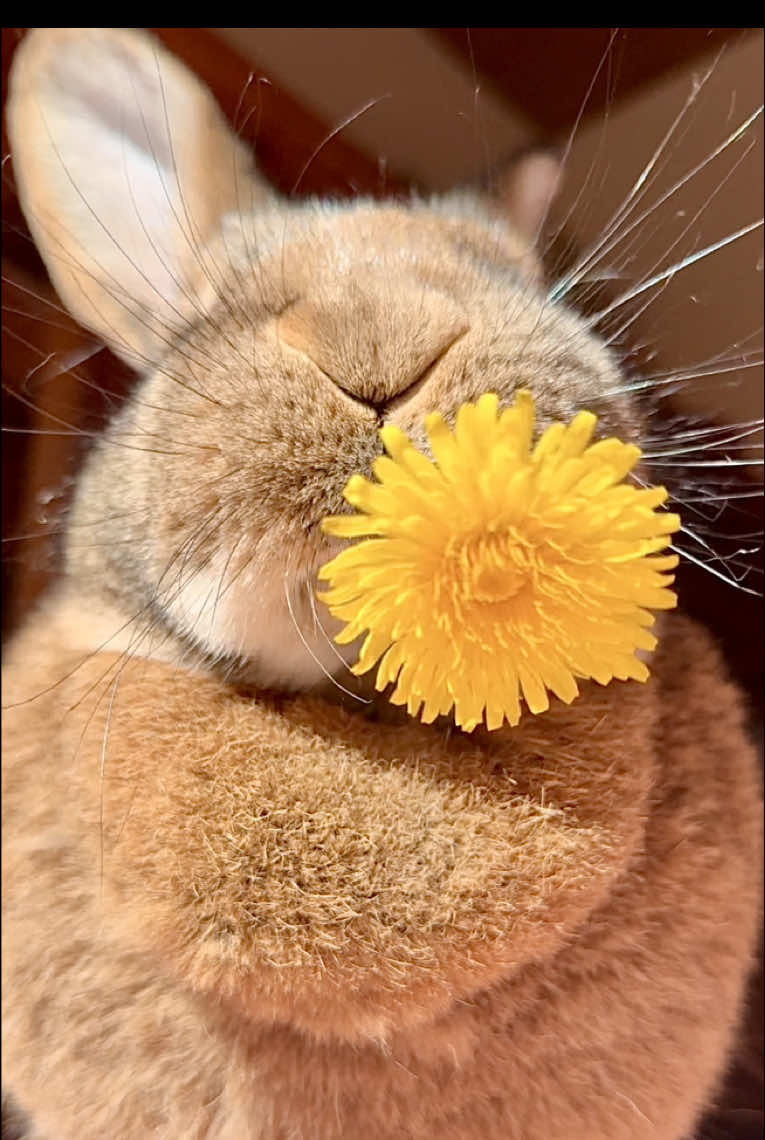 Happy Sunday 💛🌼💛 Wilma #yummyinmytummy #cutebunny #bunnies #petlover #dandelions 