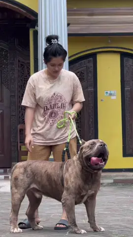 #CapCut #americanbully #bullyxxl #fyp #dogloversindonesia 