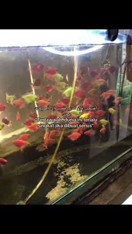 #fyp #syaircinta #syairarab #arabicsong 